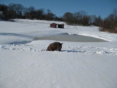 Bruno the Boxer digging in the snow with a pond and horse run in sheds in the distance