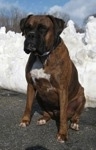 Bruno the Boxer sitting outside in front of a mound of snow