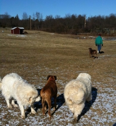 Allie the Boxer allowing herself to be smelled by Tacoma the Great Pyrenees from behind and Tundra the Great Pyrenees is walking past them with Bruno and a human in the distance