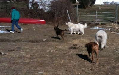 All of the dogs are ctaching up to the person in the background