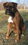 Bruno the Boxer sitting outside looking into the distance