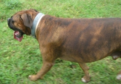 Close Up - Bruno the Boxer walking across the yard with his large tongue out and mouth open