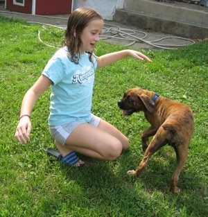 A girl in a blue shirt is kneeling in grass and in front of her is a brindle with white Boxer puppy. They are playing with each other.