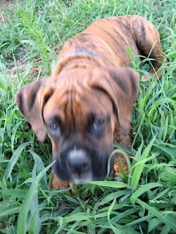 Close up - A brown brindle with white Boxer puppy is laying down in tall grass looking forward.