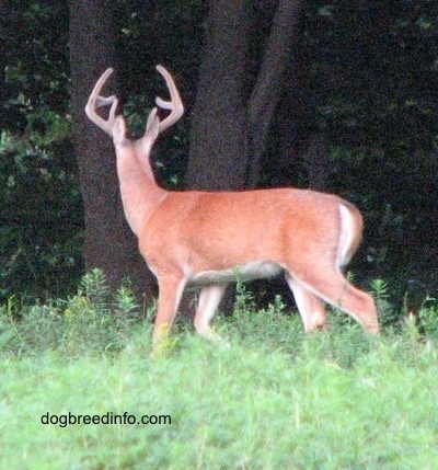 The left side of a Seven point Deer (buck) that is standing in grass and looking back at the treeline