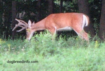 The left side of a Seven point Deer(buck) that is eating grass