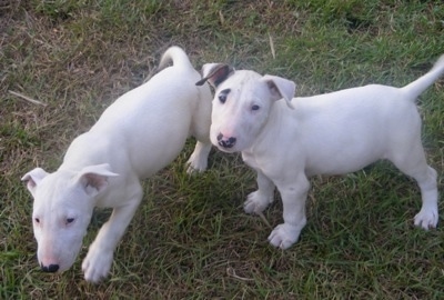 Big Gums and Captin Jack Sparrow the Bull Terrier puppies outside in the grass