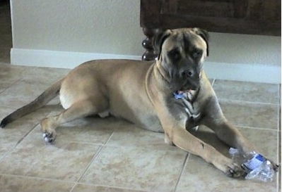 Chase the Bullmastiff laying on a tiled floor with a chewed on empty plastic bottle between his paws