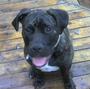 Morgan the Bullmastiff sitting on a wooden deck with its mouth open and tongue out