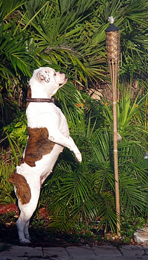 Roxy the Bulloxer standing on hind legs looking at a tiki lamp