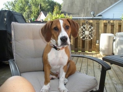 Waffles the Bully Basset sitting in a lawn chair on a wooden deck