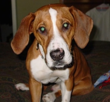 Close Up - Waffles the Bully Basset sitting on a rug