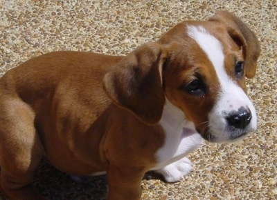 Close Up - Waffles the Bully Basset puppy sitting down