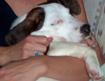 Jezzibellarina the Bully Basset laying in a ladies arms