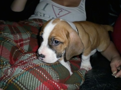 Louie the Bully Basset puppy laying in bed with a lady