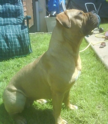 Bully Bordeaux sitting outside looking up to the sky