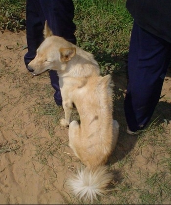 Cambodian Razorback Dog sitting in a dirt path with its eyes closed and Two People are standing in front of it