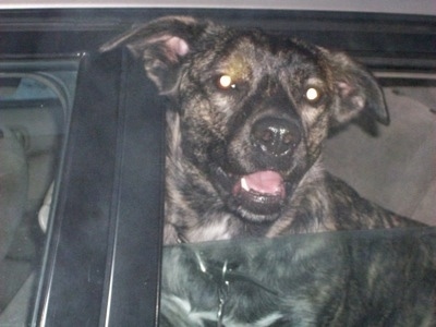 Close Up - Sophia the Cao de Fila de Sao Miguel is sitting its head out of a lowered backseat window