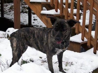 Sophia the Cao de Fila de Sao Miguel is standing outside in snow next to a set of a snowy staircase