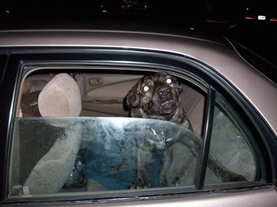 Sophia the Cao de Fila de Sao Miguel is standing and its head is out of a lowered backseat window