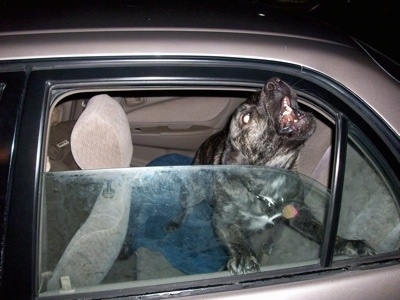 Sophia the Cao de Fila de Sao Miguel is barking out of the backseat window