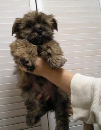 Cairn+terrier+shih+tzu+mix+puppies