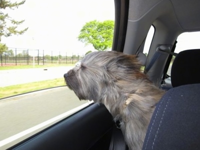 Shih+tzu+mixed+with+beagle