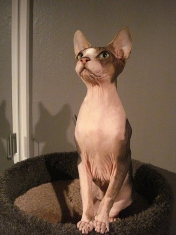 Sphynx Kittens for Sale