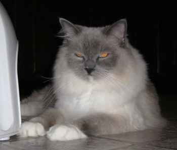 Sullivan the Ragdoll is laying on a tiled floor in front of a cat house