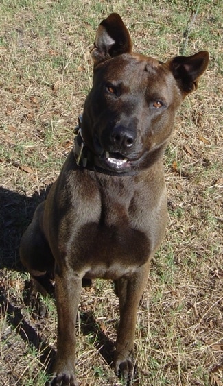 Reese the Catahoula Bulldog is sitting in grass outside with its mouth slightly open and its head tilted a little bit to the right