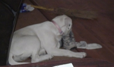 Zoey the Springer Spaniel puppy Mix is laying on a floor with its snouth in a shoe and a sock in front of it