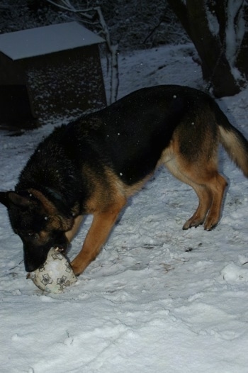 Benji the German Shepherd is standing outside chewing a flat ball that is in the snow