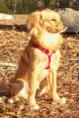 A Cav-A-Mo dog is sitting outside in front of several large rocks and looking into the distance