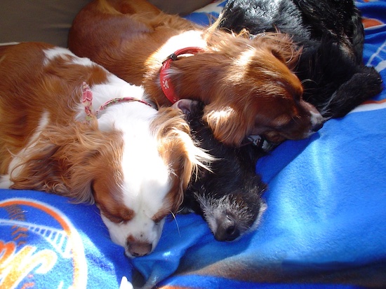 Three dogs are sleeping on a bed in a pile