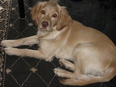 Dory the Chatham Hill Retriever is laying on a rug next to a table and looking at the camera holder