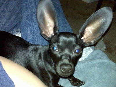 Close Up - Luigi Von Hunkledink Sabo the black Chiweenie is laying in the lap of a person. He has very large ears that stand straight up.
