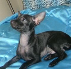 Boo the black Chihuahua is laying on a shiny blue blanket and looking up to the top left
