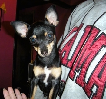 Edward the Chihuahua is in the arms of a lady and looking towards the camera holder