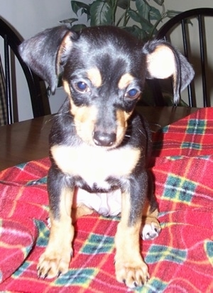 Close Up - Onyx the Chihuahua is sitting on a table on a plaid blanket and looking down