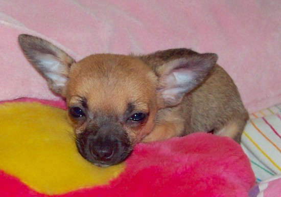  chihuahua dog 