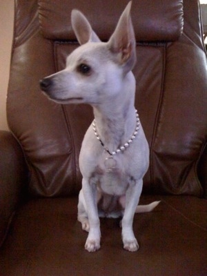 A white Chihuahua is sitting on a brown leather recliner and looking to the left