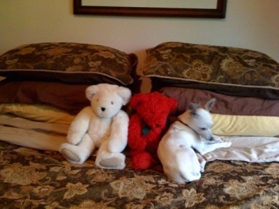 A white Chihuahua is laying on a bed next to a red plush doll and a white plush doll