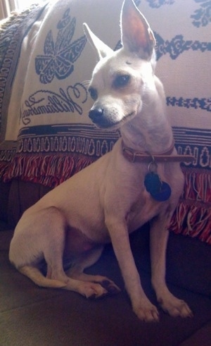 Snow the white Chihuahua is wearing a leather collar sitting on a couch in front of a blanket