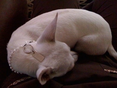 Close Up - Snow the white Chihuahua is wearing a pearl collar and sleeping on a persons lap