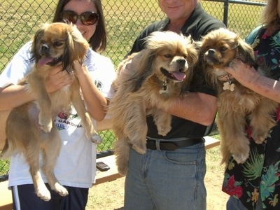 Three full grown Chin-Ockers in the arms of three people in front of a bench and a chain link fence