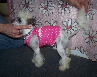 Sookie the Chinese Crested Powderpuff who is wearing a pink shirt is being posed by a person in front of a blanket that has flowers over it
