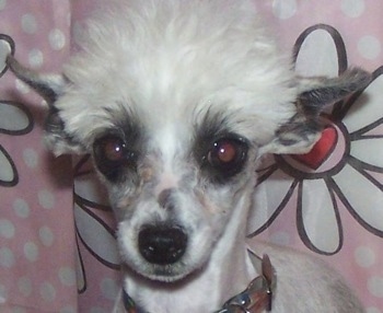 Close Up - Sookie the Chinese Crested Powderpuff is standing in front of a blanket with flowers all over it