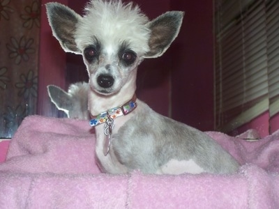 Sookie the Chinese Crested Powderpuff is laying on a pink blanket in front of a mirror