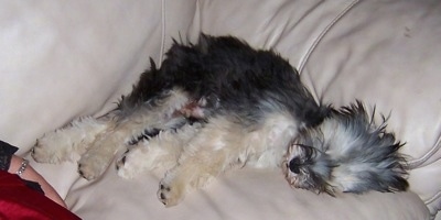 Buster the Chinese Frise is sleeping in the corner of a tan leather couch