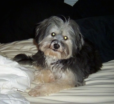 Buster the Chinese Frise is laying on a bed in front of a pillow and looking at the camera holder